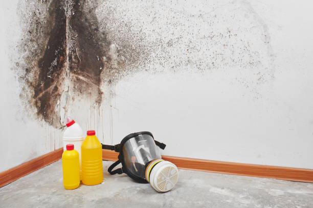 Best Attic Mold Removal  in Cold Spring, KY
