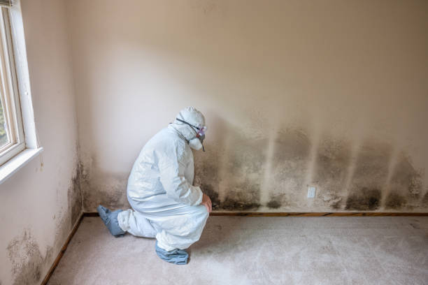 Crawl Space Mold Removal in Cold Spring, KY